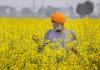 Cabinet approves MSP hike for Rabi crops in 2025-26