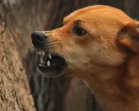 #Draft: AddTelangana: Ten injured in stary dog attack in Jagtial All of them were rushed to the Primary Health Centre at Kathalapur, where they were administered the anti-rabies vaccine Your Title