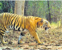 From Maharashtra to Telangana, tiger Johnny travels over 300 km in search of a mate