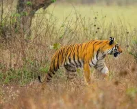 Tiger movement creates panic in Adilabad’s Utnoor