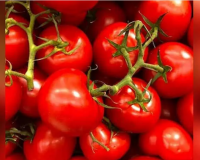 Tomato prices drop as flow of fresh crop picks up pace