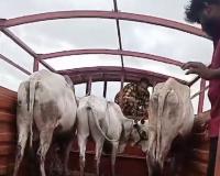 Dhyan Foundation Rescues 150 Cattle, Provides Lifelong Care