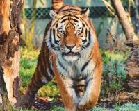 Telangana: Tiger pugmarks cause panic in Mulugu district