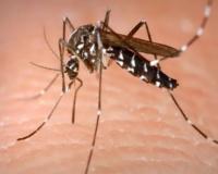 Telangana sees sharp increase in Dengue, Chikungunya, Malaria cases