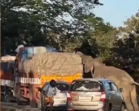 Elephant attacks a lorry for food in Bandipur National Park.