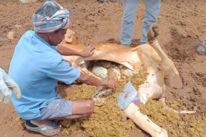 Dhyan Foundation : Hazardous plastic found in dead cow’s stomach